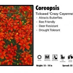 Pandy's Garden Center Coreopsis 'Crazy Cayenne' Tickseed Perennials