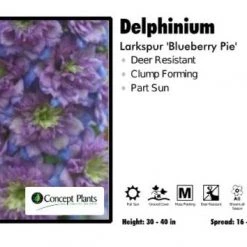 Pandy's Garden Center Perennials Delphinium ‘Blueberry Pie' Larkspur