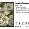 Pandy's Garden Center Leucanthemum 'Crazy' Daisy Perennials