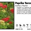 Pandy's Garden Center Achillea 'Paprika' Yarrow Perennials