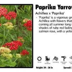 Pandy's Garden Center Achillea 'Paprika' Yarrow Perennials