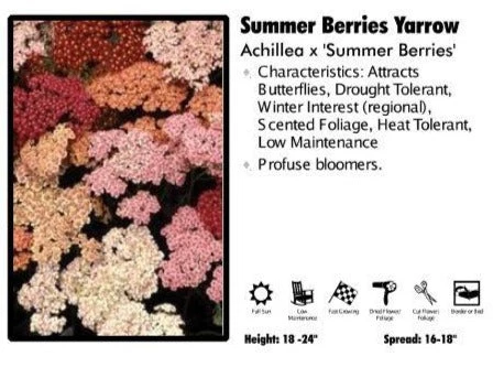 Pandy's Garden Center Achillea ‘Summer Berries’ Yarrow 3 Pandy's Garden Center Achillea ‘Summer Berries’ Yarrow