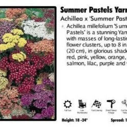 Pandy's Garden Center Achillea 'Summer Pastels’ Yarrow Perennials