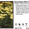 Pandys Garden Center Perennials Achillea X 'Sassy Summer Silver' Yarrow