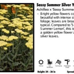 Pandys Garden Center Perennials Achillea X 'Sassy Summer Silver' Yarrow
