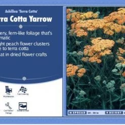 Pandy's Garden Center Achillea 'Terra Cotta' Yarrow Sunny