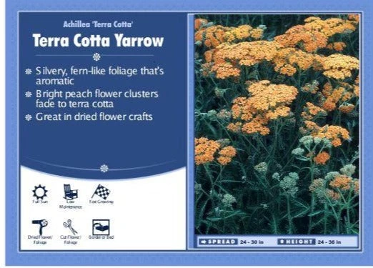 Pandy's Garden Center Achillea 'Terra Cotta' Yarrow Sunny 3 Pandy's Garden Center Achillea 'Terra Cotta' Yarrow Sunny