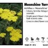 Pandy's Garden Center Achillea X 'Moonshine' Yarrow Perennials