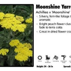 Pandy's Garden Center Achillea X 'Moonshine' Yarrow Perennials