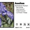 Pandy's Garden Center Aconitum ‘Fischeri’ Monkshood Perennials