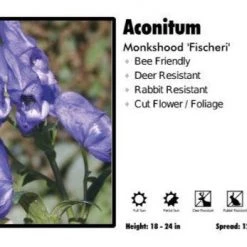 Pandy's Garden Center Aconitum ‘Fischeri’ Monkshood Perennials