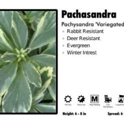 Pandy's Garden Center 3 For 21 Pachasandra 'Variegated' Pachysandra Perennials