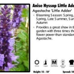 Pandy's Garden Center Agastache ‘Little Adder’