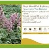 Pandy's Garden Center Ajuga ‘Pink Lightning’ Bugle Weed
