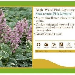 Pandy's Garden Center Ajuga ‘Pink Lightning’ Bugle Weed