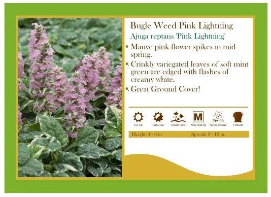 Pandy's Garden Center Ajuga ‘Pink Lightning’ Bugle Weed 3 Pandy's Garden Center Ajuga ‘Pink Lightning’ Bugle Weed