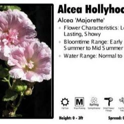 Pandy's Garden Center Alcea ‘Majorette Mix’ Hollyhock Perennials