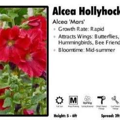 Pandy's Garden Center Perennials Alcea ‘Mars’ Hollyhock