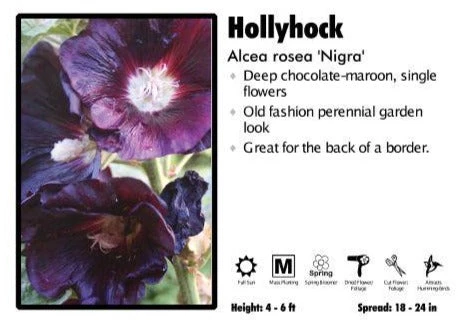 Pandy's Garden Center Perennials Alcea ‘Nigra’ Hollyhock 3 Pandy's Garden Center Perennials Alcea ‘Nigra’ Hollyhock