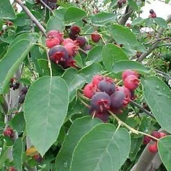Pandy's Garden Center Serviceberry Allegheny