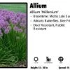 Pandy's Garden Center Allium 'Millenium'