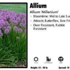 Pandy's Garden Center Allium 'Millenium'