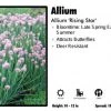 Pandy's Garden Center Allium 'Rising Star' Perennials 2 Pandy's Garden Center Allium 'Rising Star' Perennials