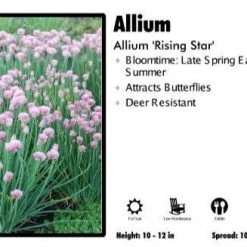 Pandy's Garden Center Allium 'Rising Star' Perennials