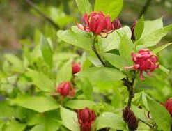 Pandy's Garden Center Nursery Sweet Shrub/Allspice #7