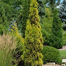 Pandy's Garden Center Nursery Arborvitae - Amber Gold 3 Pandy's Garden Center Nursery Arborvitae - Amber Gold