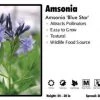 Pandy's Garden Center Perennials Amsonia ‘Blue Star’