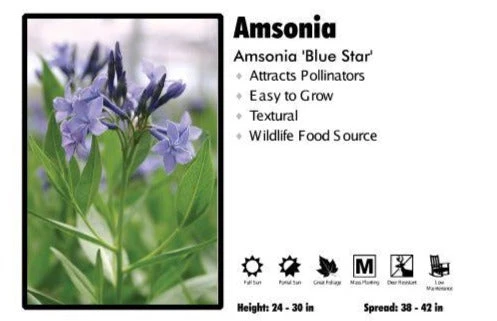 Pandy's Garden Center Perennials Amsonia ‘Blue Star’ 3 Pandy's Garden Center Perennials Amsonia ‘Blue Star’