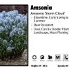 Pandy's Garden Center Amsonia ‘Storm Cloud’ 1 Pandy's Garden Center Amsonia ‘Storm Cloud’