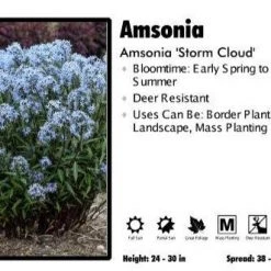Pandy's Garden Center Amsonia ‘Storm Cloud’