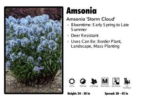 Pandy's Garden Center Amsonia ‘Storm Cloud’ 3 Pandy's Garden Center Amsonia ‘Storm Cloud’