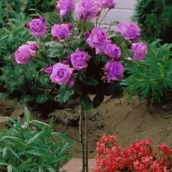 Weeks Roses Nursery Rose - Angel Face Floribunda Medium Lavender