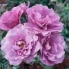 Weeks Roses Nursery Rose - Angel Face Floribunda Medium Lavender