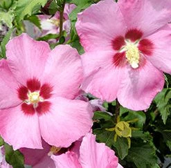 Walker Rose Of Sharon - Aphrodite Althea 5 Walker Rose Of Sharon - Aphrodite Althea