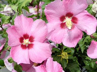 Walker Rose Of Sharon - Aphrodite Althea 4 Walker Rose Of Sharon - Aphrodite Althea