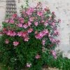 Walker Rose Of Sharon - Aphrodite Althea