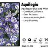 Pandy's Garden Center Perennials Aquilegia ‘Magic Blue And White’ Columbine