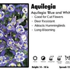 Pandy's Garden Center Perennials Aquilegia ‘Magic Blue And White’ Columbine