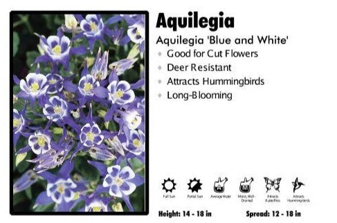 Pandy's Garden Center Perennials Aquilegia ‘Magic Blue And White’ Columbine 3 Pandy's Garden Center Perennials Aquilegia ‘Magic Blue And White’ Columbine