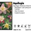 Pandy's Garden Center Aquilegia ‘McKana's Giant Mix’ Columbine