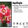 Pandy's Garden Center Aquilegia ‘Origami Red And White’ Columbine