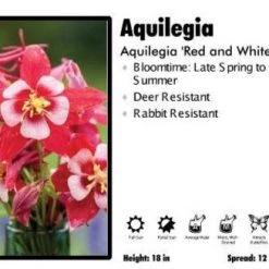 Pandy's Garden Center Aquilegia ‘Origami Red And White’ Columbine