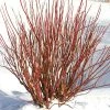 Pandy's Garden Center Red Twig Dogwood Arctic Fire #3 Nursery