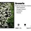 Pandy's Garden Center Arenaria ‘Montana Avalanche’ Sandwort
