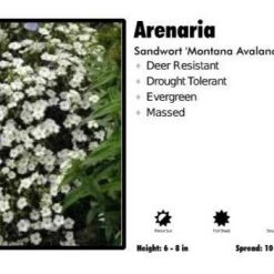 Pandy's Garden Center Arenaria ‘Montana Avalanche’ Sandwort