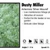 Pandy's Garden Center Artemisia ‘Silver Mound’ Dusty Miller